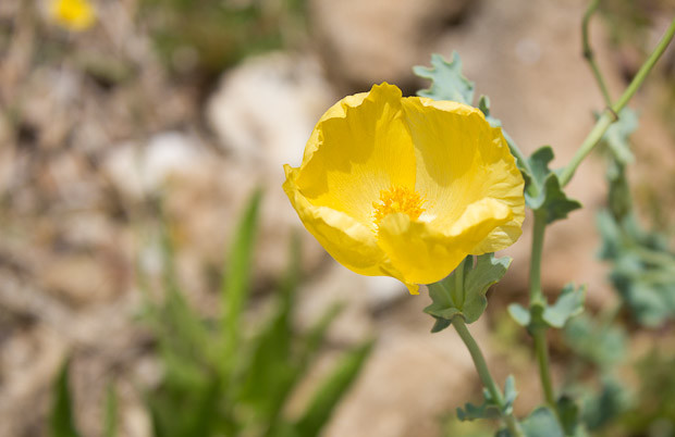 Byblos Ruins-4 Yellow wildflower in the ruins of Byblos, Jbail, Lebanon.