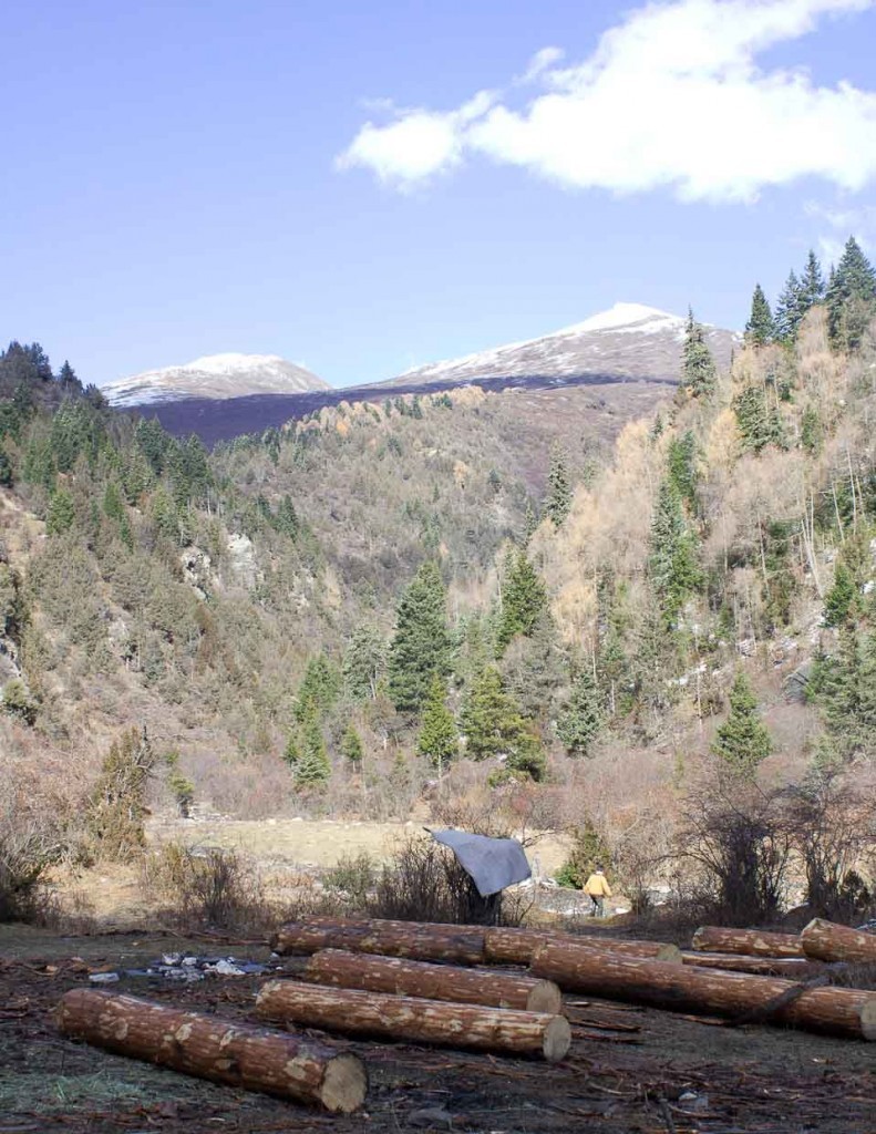 Logs lying in clearing.