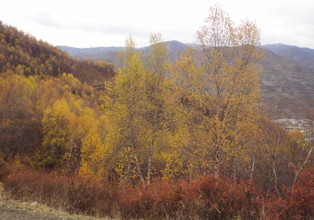 The hills around Songpan alive with autumn colours.