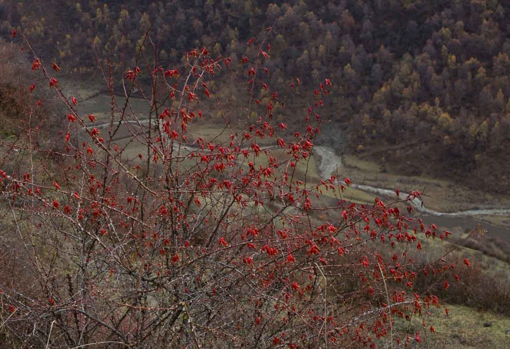 Scarlet berries over Songpan.
