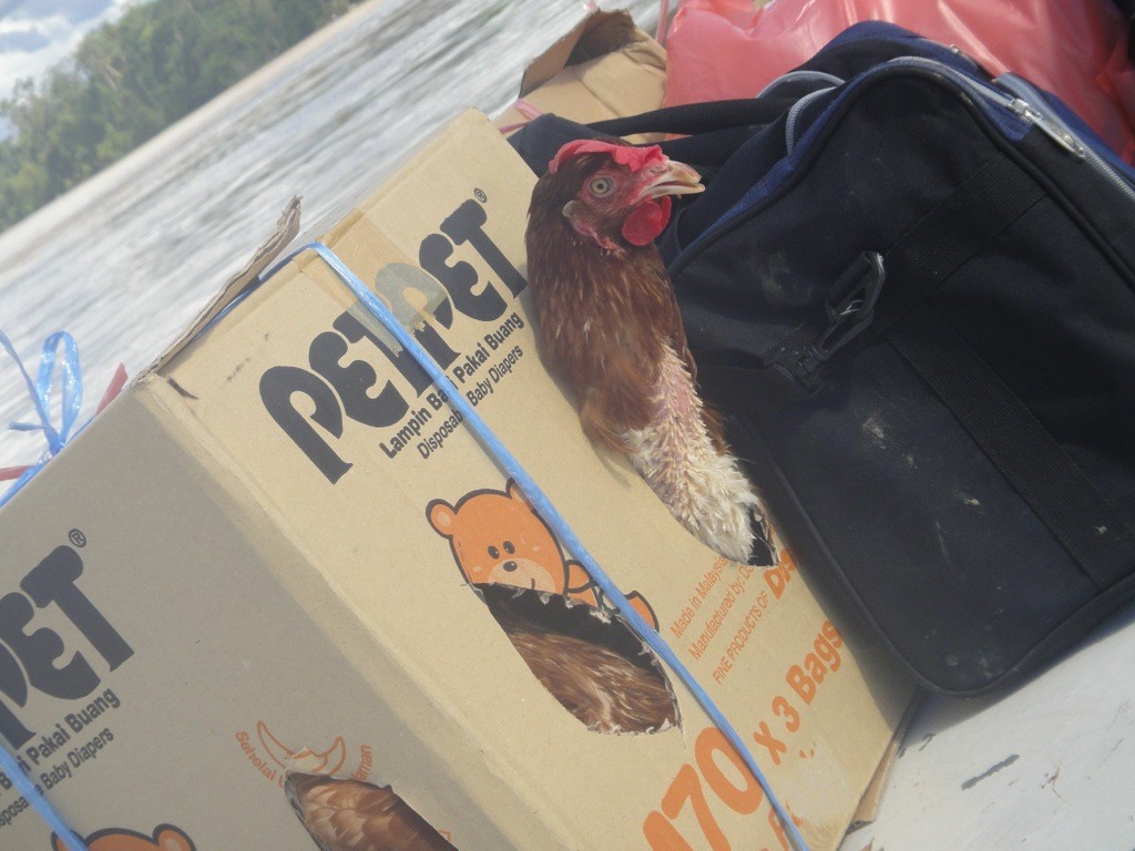 chicken_on_roof_of_boat A chicken peeks her head out of a cardboard box on the roof of a boat up the Batang Rejang, Sarawak, Borneo.