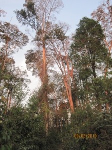 Virachey National Park
