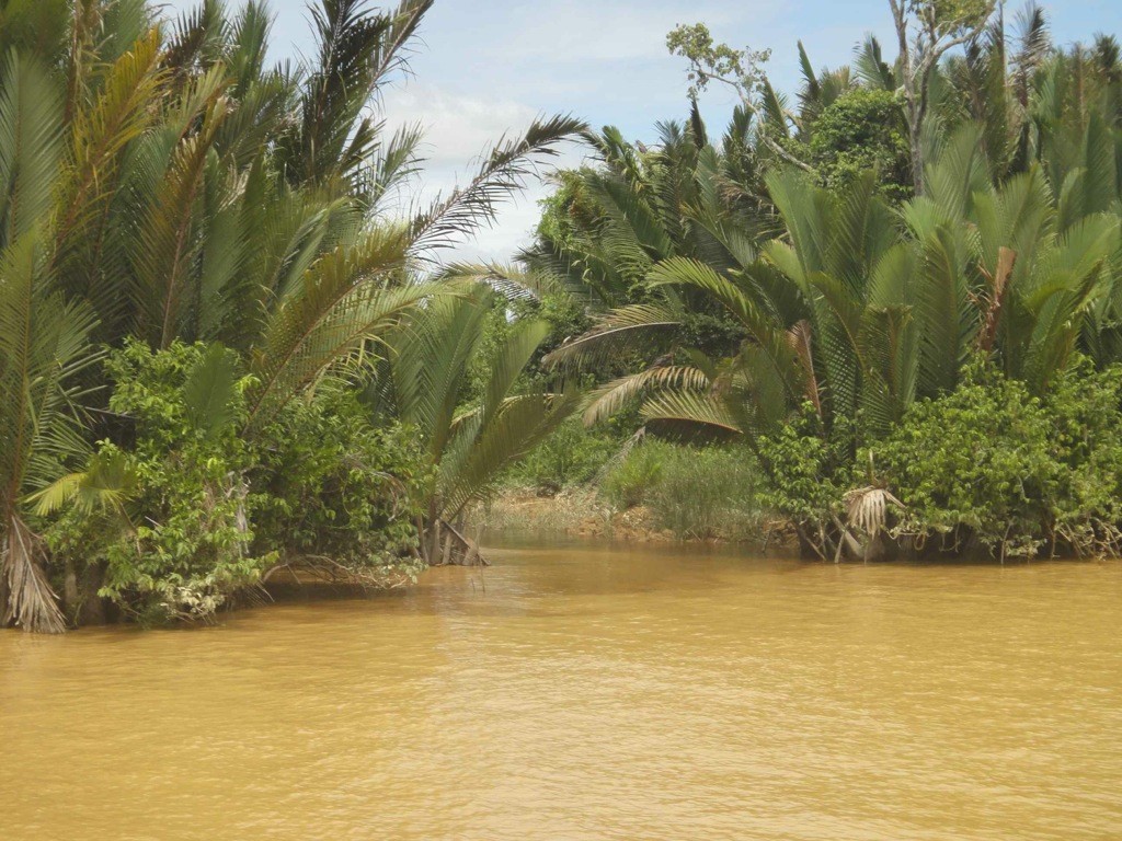 Oil palms on the banks of the Batang Rejang, Borneo, Sarawak, Malaysia. The feathery tops of young oil palms protrude above the Batang Rejang river. Sarawak, Borneo, Malaysia.