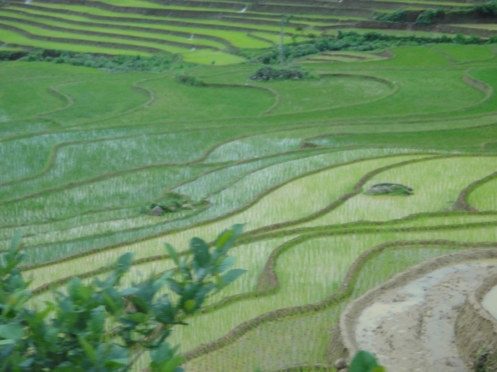 Paddy terraces with ploughed fields at top, and progressively older seedlings moving downwards.