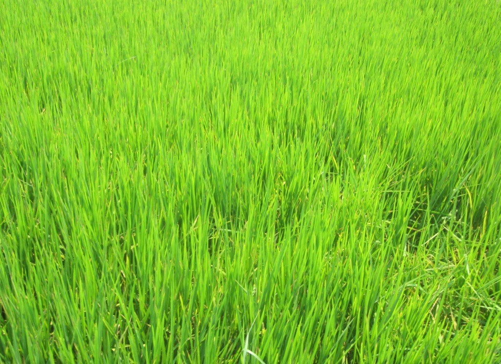 young_rice_hoi_an_vietnam close-up of field of bright green young rice, Hoi An, Vietnam.