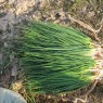 cambodian food grown fresh khmer