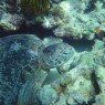 Sea turtle grazing amid coral. Pulau Derawan, Indonesia.