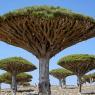 Dragonblood trees on Socotra, Yemen.