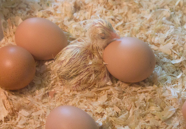 Baby Chick at Science Museum Singapore Baby chick surrounded by eggs at the Science Museum, Singapore.