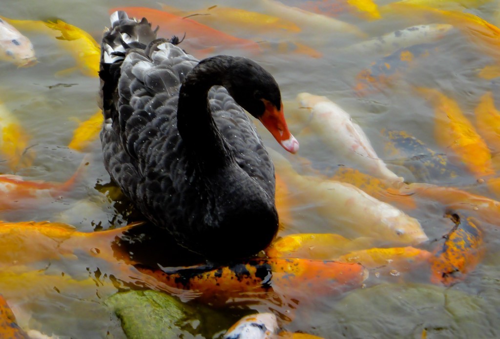 Black swan surfing on gold, white and orange koi carp -- Panda Sanctuary, Chengdu.
