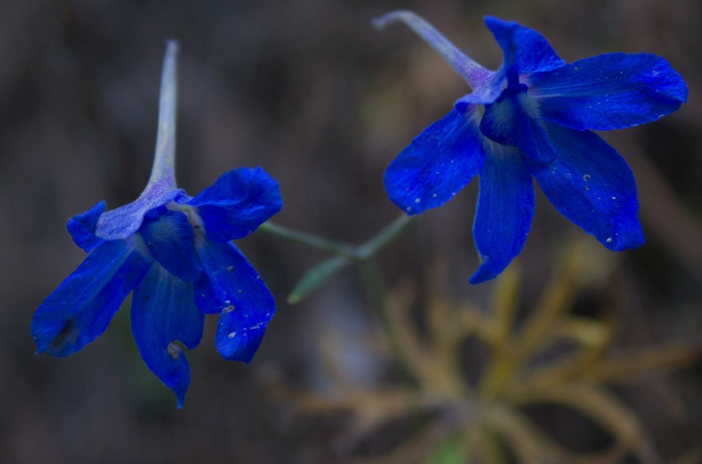 Drooping blue wildflowers in Tiger Leaping Gorge, Yunnan, China.
