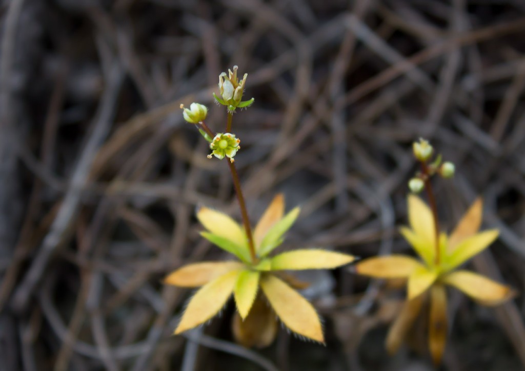 Budding wildflowers in Tiger Leaping Gorge, Yunnan, China