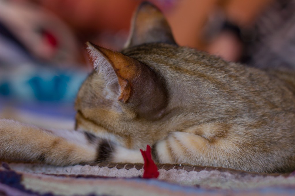 Cat lounging on carpets in Dahab, Egypt.