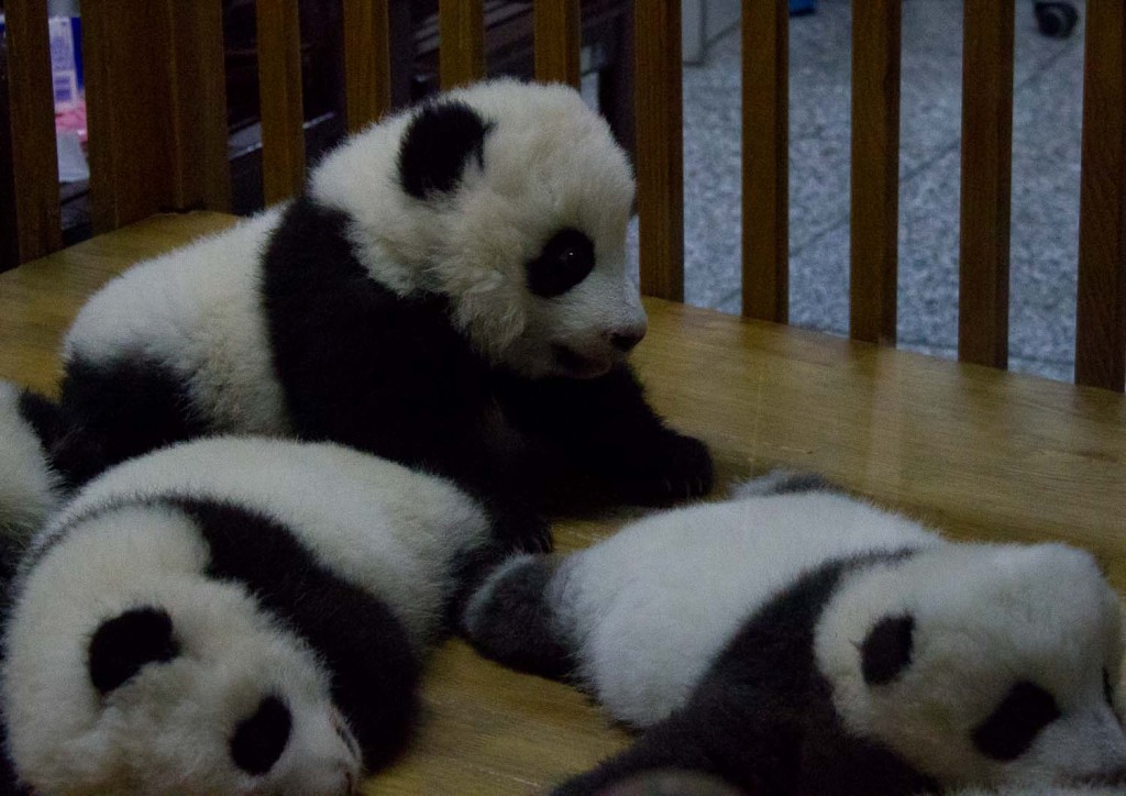 Baby pandas in their playpen at Chengdu Panda Breeding & Research Base.
