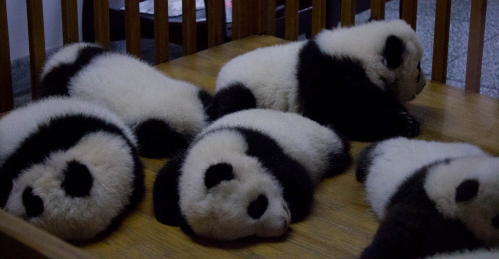 Chengdu Baby Pandas 2