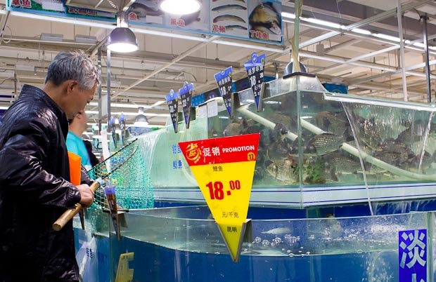 Chinese Supermarket Fishing fishing for live fish in a Chinese supermarket.