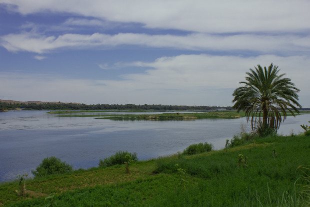 Felucca trip- palm tree on the Nile Palm tree and Nile islands.