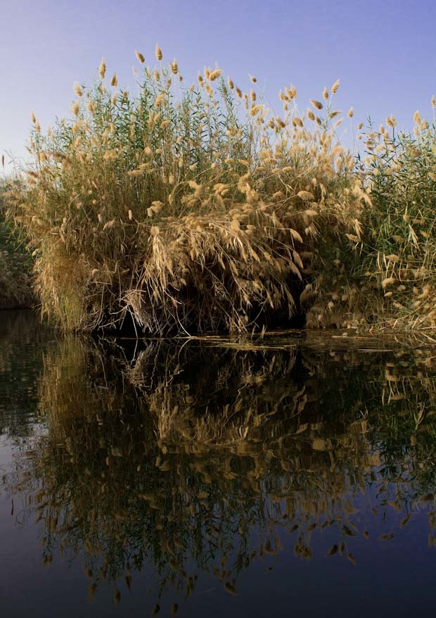 Felucca trip- rushes reflected in the Nile Rushes reflected in the Nile.