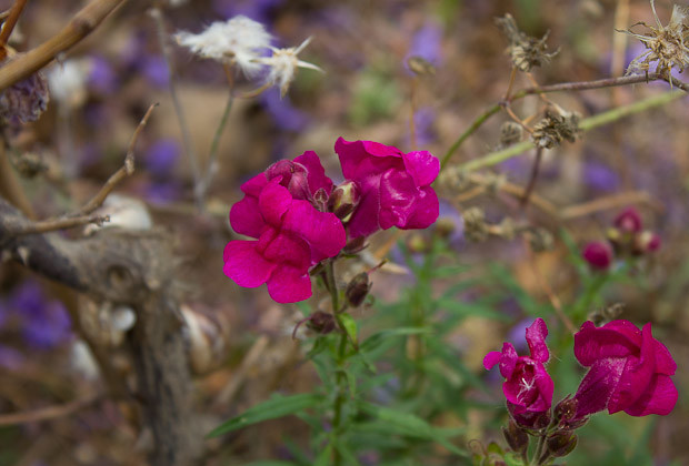 Flowers Lebanon-5 Hot pink wildflowers growing amongst the ruins.