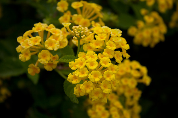 Flowers Lebanon-7 Cascading gold flowerlets in Lebanon.