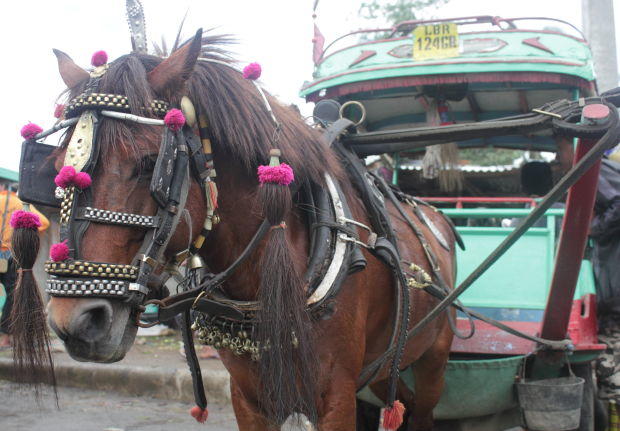 Horse cart Lombok pony with pink headdress pulling green cart, Ubung, Lombok, Indonesia.