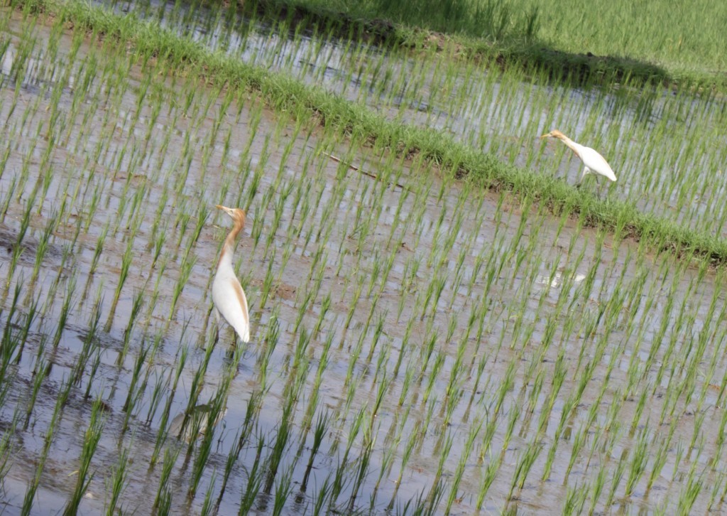 Java pond herons in rice fields