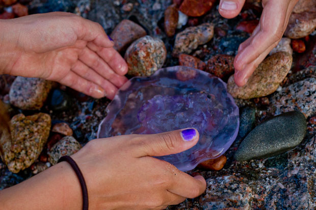 Kids hands holding a jellyfish Children's hands holding a purple jellyfish in Ras Abou Galoum.
