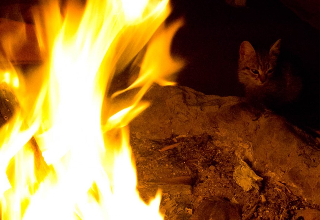 Kitten by a fire in Dahab, Egypt.