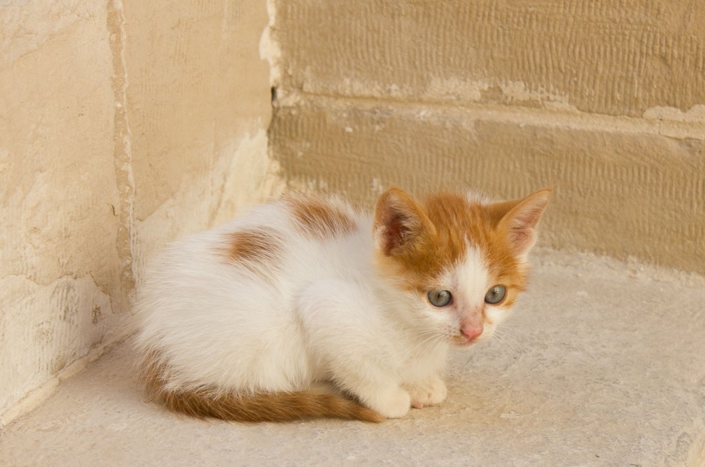 Kittens Egypt-3 Kitten in the fort at Alexandria, Egypt.