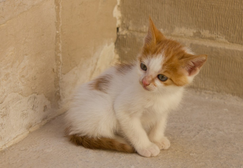 Kittens Egypt-4 Kitten watching as its siblings are rescued from a well.