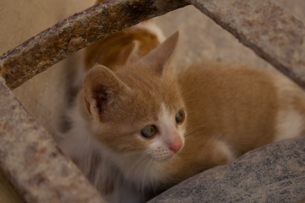 Kittens Egypt-5 Kitten behind a grating in Alexandria, Egypt.