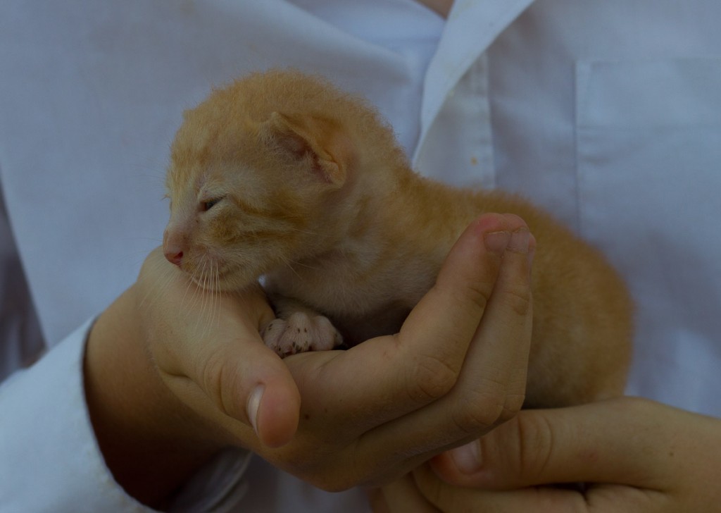 Kittens of Egypt