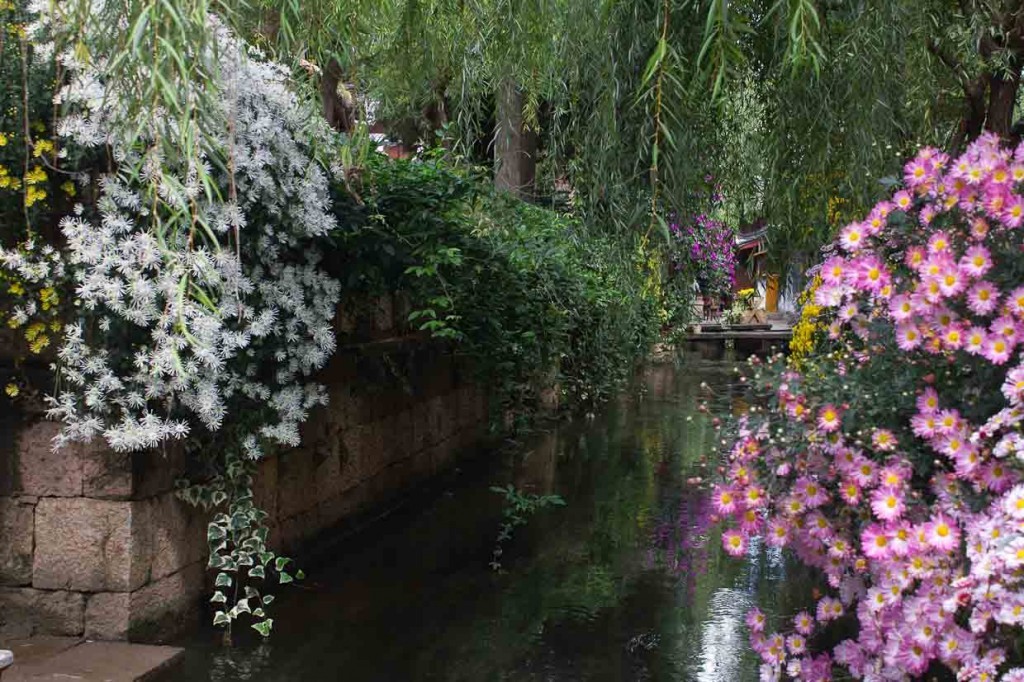 Flowers on a canal in Lijiang, China.