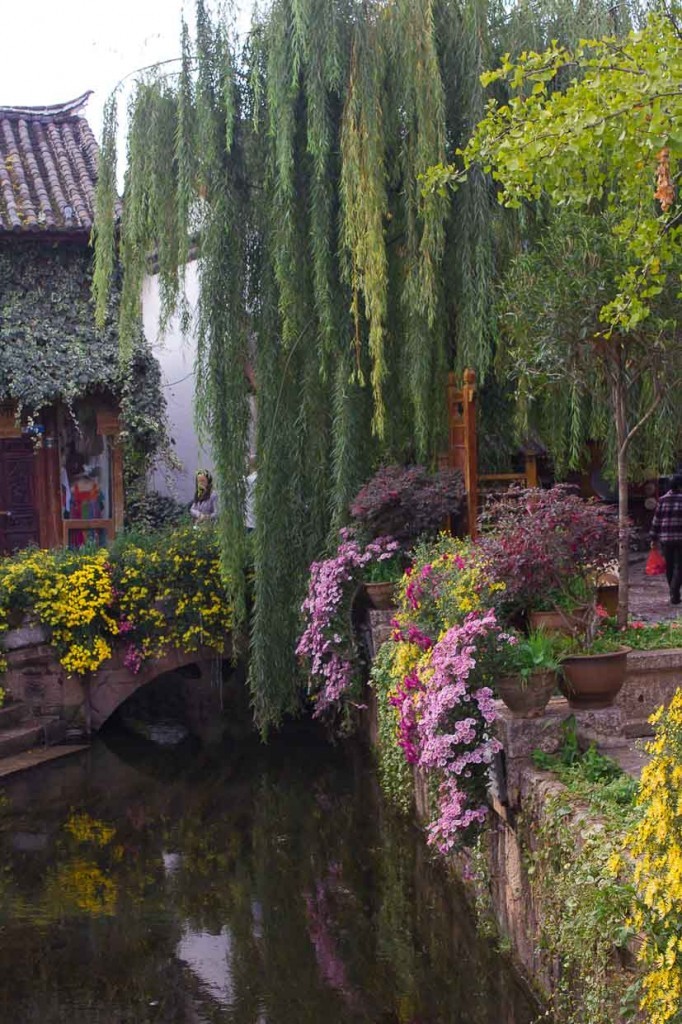 Willows and flowers droop into a canal in Lijiang, China.