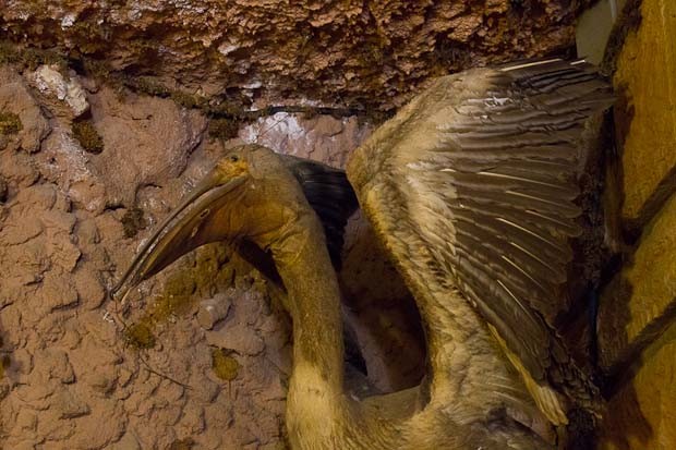 Moussa Castle-11 Mouldering taxidermied pelican at Moussa Castle, the Chouf, Lebanon.