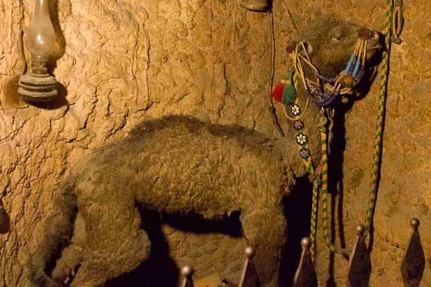 Moussa Castle-7 Taxidermied baby camel at Moussa Castle, the Chouf, Lebanon.