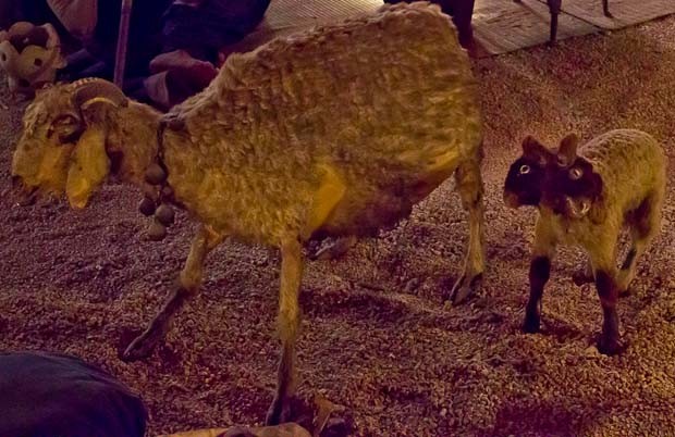 Moussa Castle Taxidermied two-headed lamb with its mother at Moussa Castle, the Chouf, Lebanon.