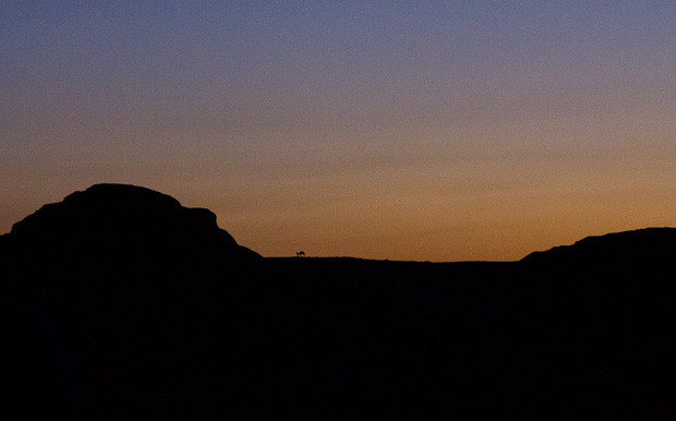 Petrafied in Petra-24 Camels against the sunset, outside Petra.