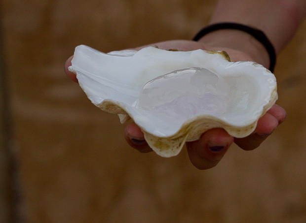 Ras Abou Galoum-12 Carrying a jellyfish in a shell.