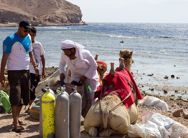Ras Abou Galoum Loading scuba tanks onto camels at the Blue Hole, Dahab.