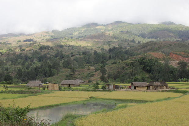Rice Field Village East Timor Village in rice fields in Timor Leste highlands, near Aileu, East Timor