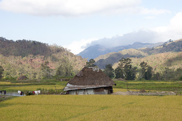 Rice fields Timor Leste Hut in the rice fields surrounded by hills, Timor Leste.
