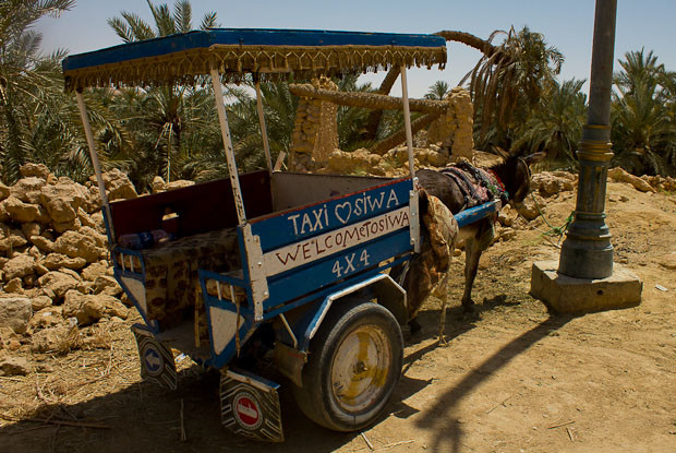 Siwa- donkey cart Donkey cart tied to a lamp post in a palm grove in Siwa, Egypt.