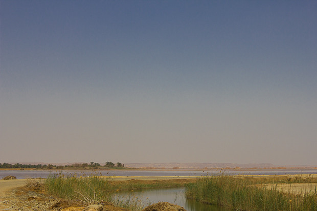 Siwa- salt lake expanses with reeds Siwa, reeds fringe canals and salt lakes on the outskirts of town.