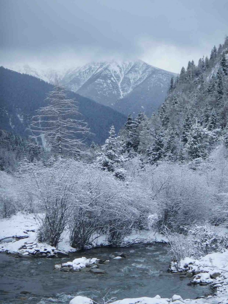 Snow clad glade at twilight.