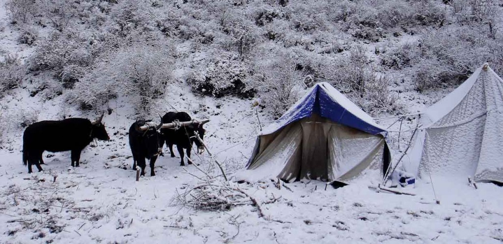 Songpan Camping Snow