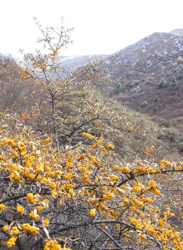 Golden berries and snow-dusted leaves outside Songpan.