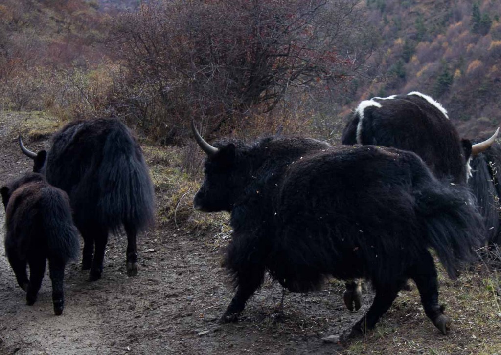 Grazing yaks block our path while horse trekking Songpan.