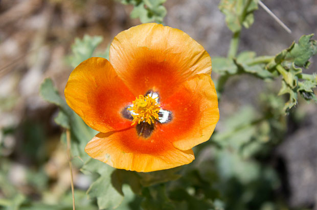 Spring flower Lebanon Red and gold poppy-type flower in Lebanon.