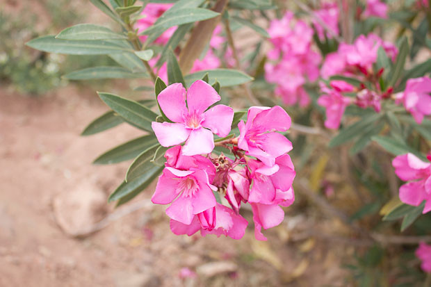 Wadi Muthlim-5 Oleander flowers in Wadi Muthlim.